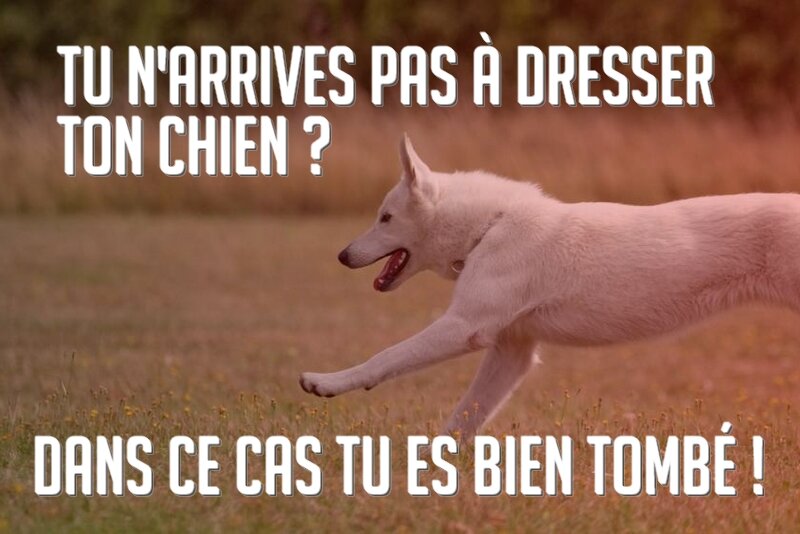 chien à dresser